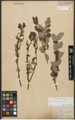 Foto von Salix starkeana Willd.